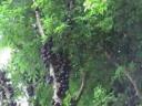 jabuticabas grow right on the trunk!
